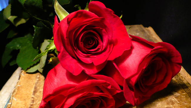Обои картинки фото цветы, розы, красные