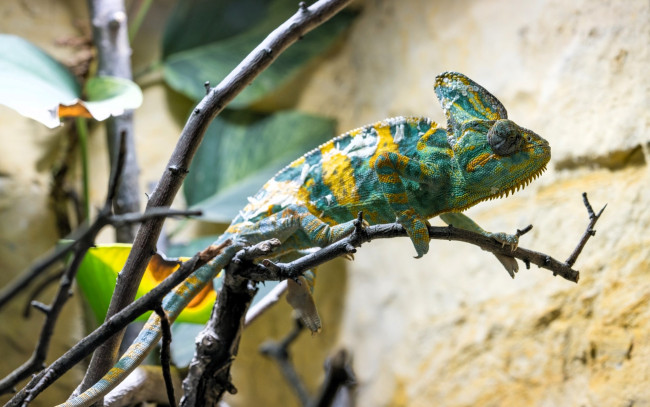 Обои картинки фото животные, хамелеоны, хамелеон, ящерица, ветки