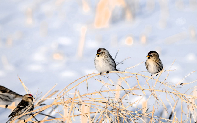Обои картинки фото животные, птицы, ветки, снег, зима