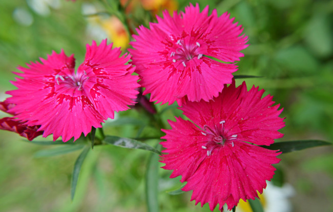 Обои картинки фото цветы, гвоздики