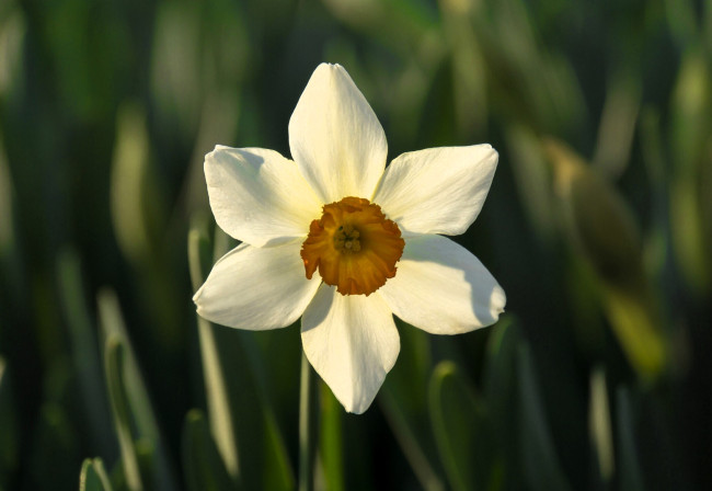 Обои картинки фото цветы, нарциссы, нарцисс, белый, листья
