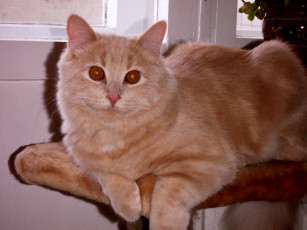 Картинка тиша животные коты