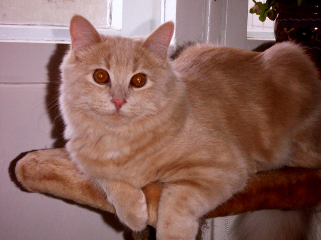 Обои картинки фото тиша, животные, коты