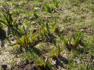 Картинка будущие тюльпаны цветы