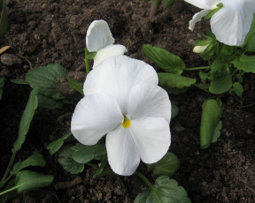 Картинка цветы анютины глазки садовые фиалки