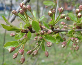 Картинка цветы цветущие деревья кустарники