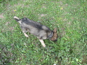 Картинка джери животные собаки