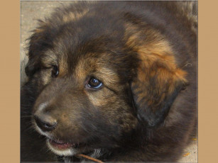 Картинка тулуп животные собаки