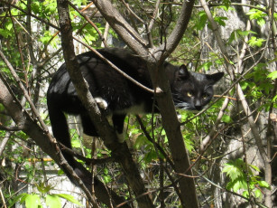 Картинка животные коты