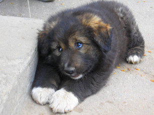 Картинка животные собаки