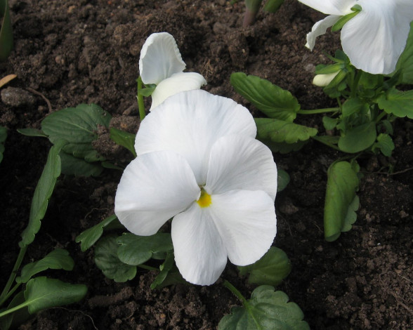 Обои картинки фото цветы, анютины, глазки, садовые, фиалки