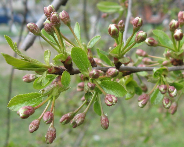 Обои картинки фото цветы, цветущие, деревья, кустарники