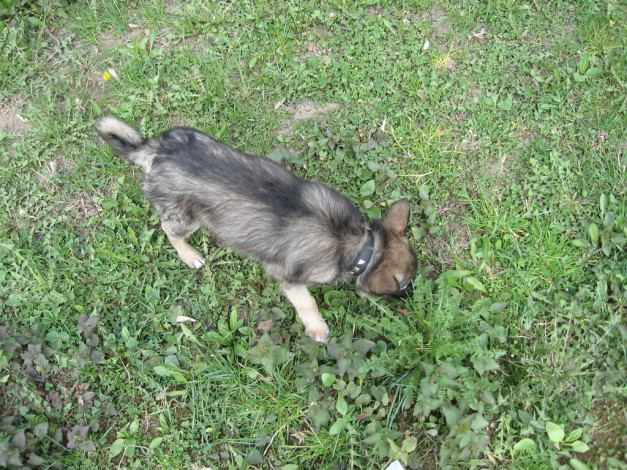 Обои картинки фото джери, животные, собаки