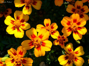 Картинка цветы бархатцы