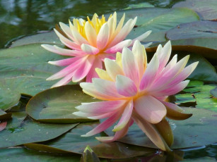 Картинка цветы лилии водяные нимфеи кувшинки