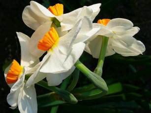 Картинка цветы нарциссы