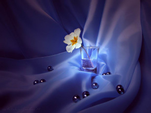 Картинка цветы примулы