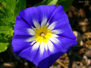 Картинка цветы вьюнки ипомеи