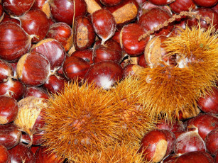 Картинка еда орехи каштаны