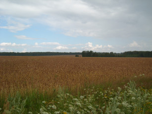 Картинка поля природа