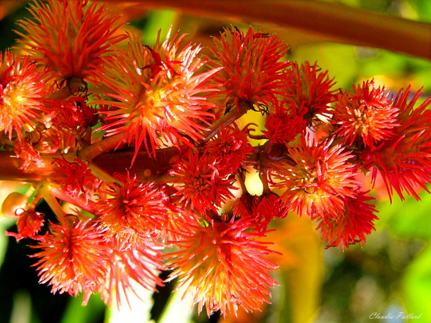 Обои картинки фото цветы, цветущие, деревья, кустарники