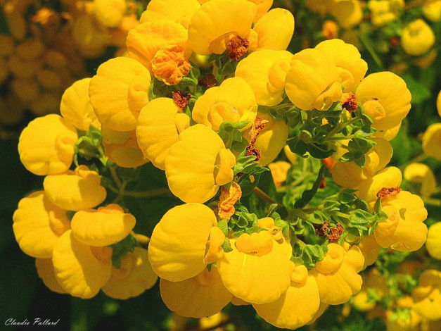 Обои картинки фото цветы, кальцеолярия, венерины, башмачки