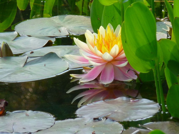 Обои картинки фото цветы, лилии, водяные, нимфеи, кувшинки