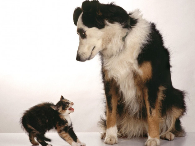 Обои картинки фото животные, разные, вместе