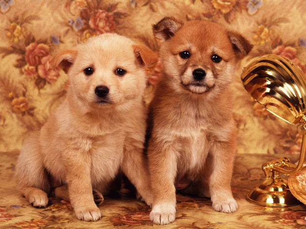 Обои картинки фото животные, собаки