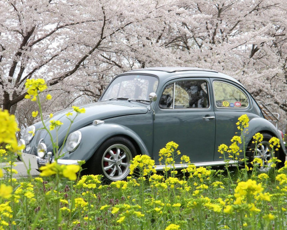 Обои картинки фото автомобили, volkswagen