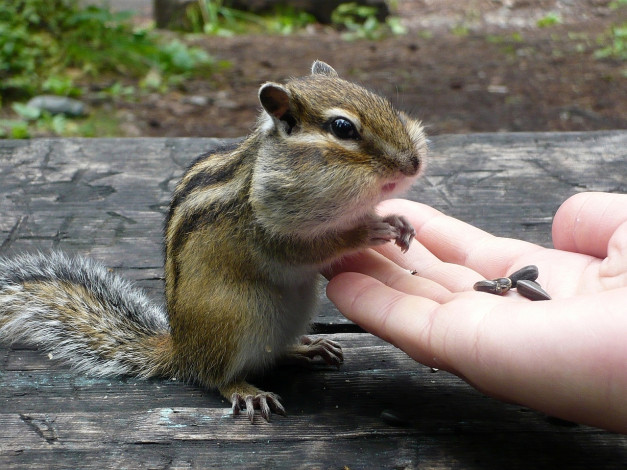 Обои картинки фото животные, бурундуки