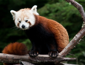 Картинка животные панды фауна