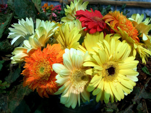 Картинка цветы герберы бутоны желтые красные