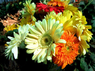 обоя цветы, герберы, красные, желтые