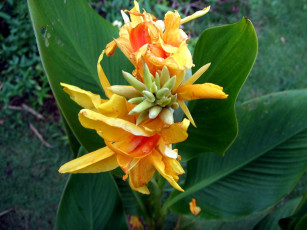 Картинка цветы канна листья