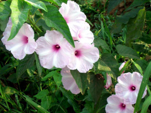 Картинка цветы петунии калибрахоа листья