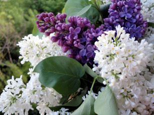 Картинка цветы сирень белый букет лиловый