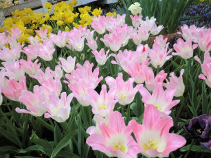 Картинка цветы тюльпаны