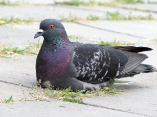 Картинка животные голуби отдых