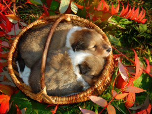 Картинка животные собаки корзина щенки