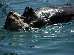Картинка животные выдры каланы ондатры bober