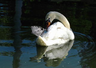 Картинка животные лебеди вода