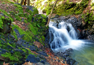 Картинка природа реки озера зелень поток течение лес