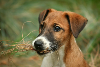 Картинка животные собаки морда фокстерьер