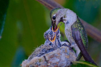 Картинка животные колибри