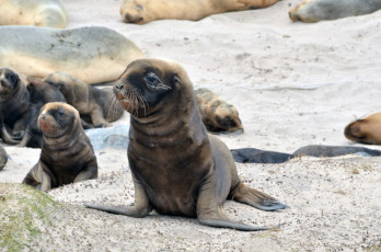 Картинка животные тюлени морские львы котики pup