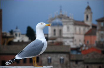 Картинка животные Чайки бакланы крачки дома чайка
