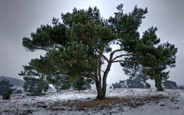 Картинка природа деревья ель дерево ветки