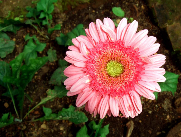 Обои картинки фото цветы, герберы, лепестки