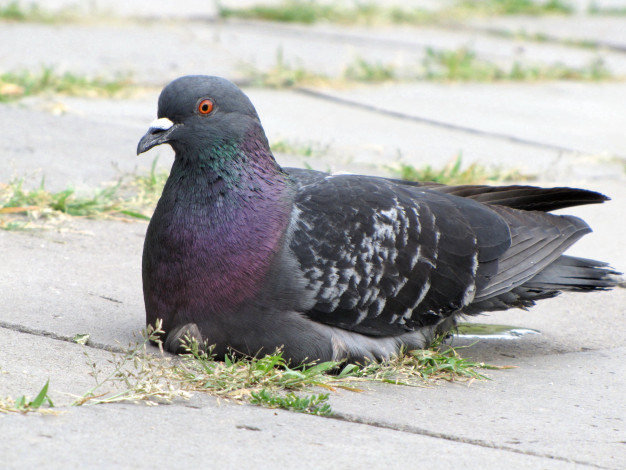 Обои картинки фото животные, голуби, отдых